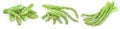 Fresh cut sprouts of asparagus isolated on white background. Set or collection, Royalty Free Stock Photo