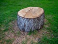 Fresh cut tree. Big stump on the lawn. The work of a lumberjack. Harm to nature