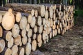 Fresh cut tree logs in the forest.