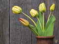 Fresh cut tulips Royalty Free Stock Photo