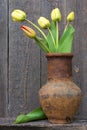 Fresh cut tulips Royalty Free Stock Photo