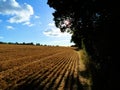 Fresh cut wheat field Royalty Free Stock Photo