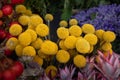 Fresh cut yellow flowers Craspedia from the daisy family commonly known as billy buttons and woollyheads