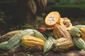 Fresh cutted cacao pod