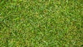 Fresh cutted grass. Nature texture background. Green grass lawn on the field. Green lawn pattern. Long web banner Royalty Free Stock Photo