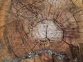 Fresh cutted tree circles