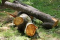 Fresh cutting down tree in the city. A tree cut into pieces with a chainsaw. Seasonal emergency and sanitary pruning of Royalty Free Stock Photo