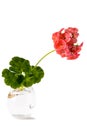 A fresh cutting of homemade potted geranium stands in water to build up the root system and then plant it in the ground.