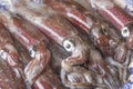 Fresh cuttlefish closeup Royalty Free Stock Photo