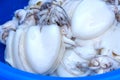 Fresh Cuttlefish, Closeup