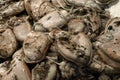 Fresh Cuttlefish on a fish market Royalty Free Stock Photo