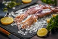 Fresh cuttlefish Royalty Free Stock Photo