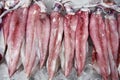 Fresh cuttlefish on ice on the market Royalty Free Stock Photo