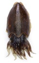 Fresh cuttlefish Royalty Free Stock Photo