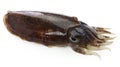 Fresh cuttlefish Royalty Free Stock Photo