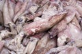 Fresh Cuttlefish in the Market Royalty Free Stock Photo