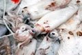 Fresh cuttlefish on the stall of a fishmonger Royalty Free Stock Photo