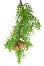 Fresh cypress branch with cones isolated on white Royalty Free Stock Photo