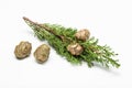 Fresh cypress branch with cones isolated on white background