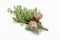 Fresh cypress branch with cones isolated on white background