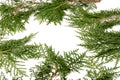 Fresh cypress branch isolated on white background