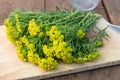 Fresh cypress spurge, or Euphorbia cyparissias twigs