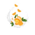 Fresh 3d realistic orange slices with juice milk yogurt splash drops isolated on a white background. Packaging template. Realistic Royalty Free Stock Photo