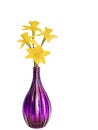 Fresh daffodils from the garden in purple glass vase. Isolated on white. Royalty Free Stock Photo