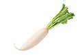 Fresh Daikon radish on white