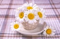 fresh daisies in a coffee cup on a tablecloth