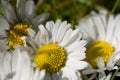 Fresh Daisies in the grass in spring with blurred background