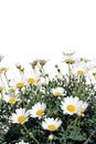 Fresh Daisies isolated on white Royalty Free Stock Photo