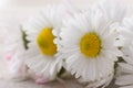 Fresh daisies