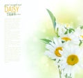 Fresh daisy background