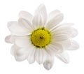 Fresh daisy camomile isolated on white background with clipping Royalty Free Stock Photo