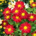 Fresh daisy flowering with water drop Royalty Free Stock Photo