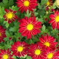 Fresh daisy flowering with water drop Royalty Free Stock Photo