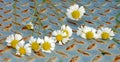 Fresh daisy flowers , chamomiles Royalty Free Stock Photo