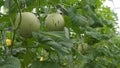 Fresh Dalmatian Melon at Green House Royalty Free Stock Photo