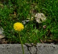 Fresh dandelion closeup in Morarilor Park