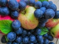 Fresh, dark blue plums and apples scattered on the table Royalty Free Stock Photo