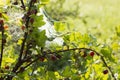 Fresh dark gooseberry bush in the morning. Royalty Free Stock Photo