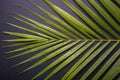 Dark green of palm leaf with water drop on black stone board Royalty Free Stock Photo