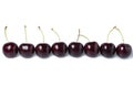 Fresh dark red cherries of the type Kordia in a line isolated on a white background
