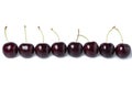 Fresh dark red cherries of the type Kordia in a line isolated on a white background Royalty Free Stock Photo