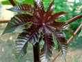 Fresh dark red and green castor oil plant leaf with blurry background Royalty Free Stock Photo