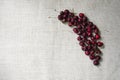 Fresh dark sweet cherries on burlap with room for copy Royalty Free Stock Photo