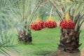 Date Palm Muslim fasting,Palm tree,Beautiful red palms, delicious sweet taste. Royalty Free Stock Photo