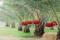Date Palm Muslim fasting,Palm tree,Beautiful red palms, delicious sweet taste. Royalty Free Stock Photo