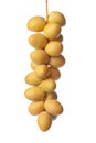 Fresh dates hanging on a sprig Royalty Free Stock Photo